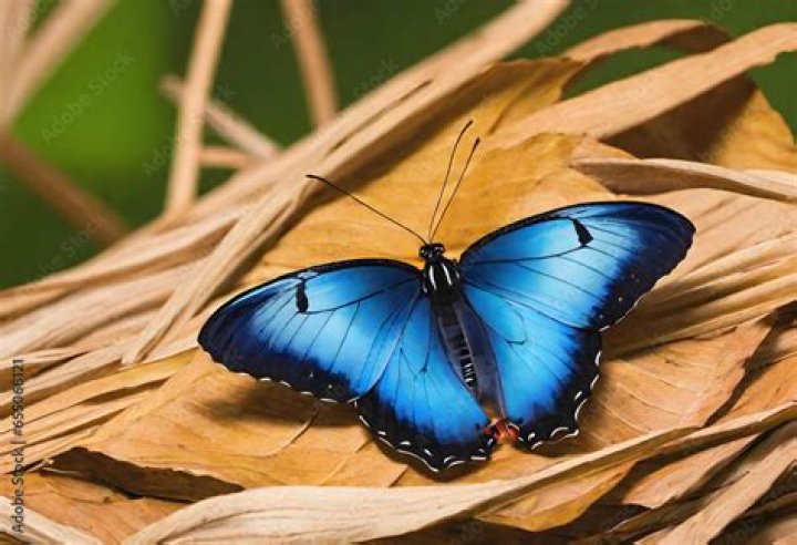 Butterfly 