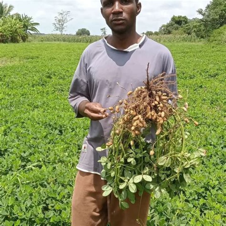 Effect of groundnut on the eyes