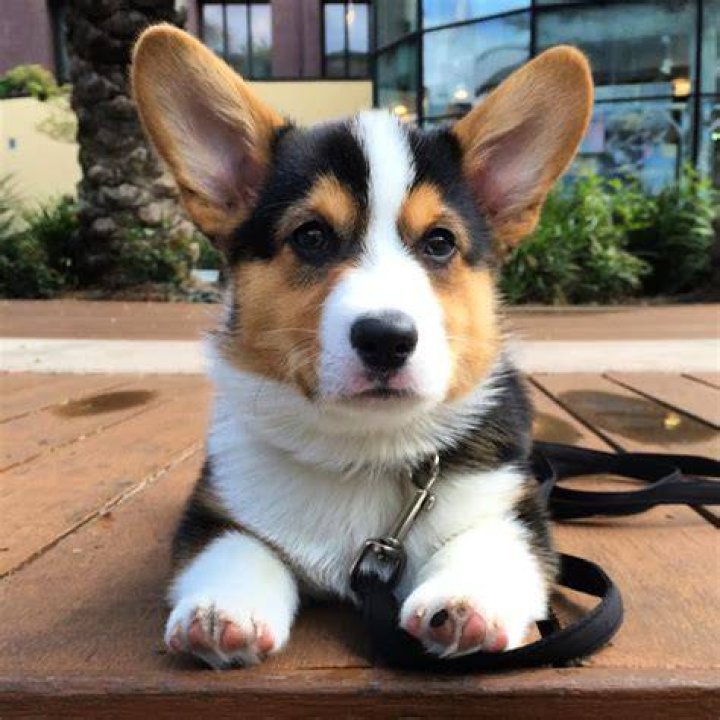 Gatsby the Corgi Net Worth