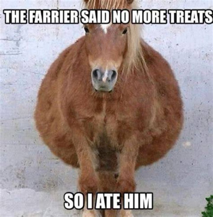 Horse memes