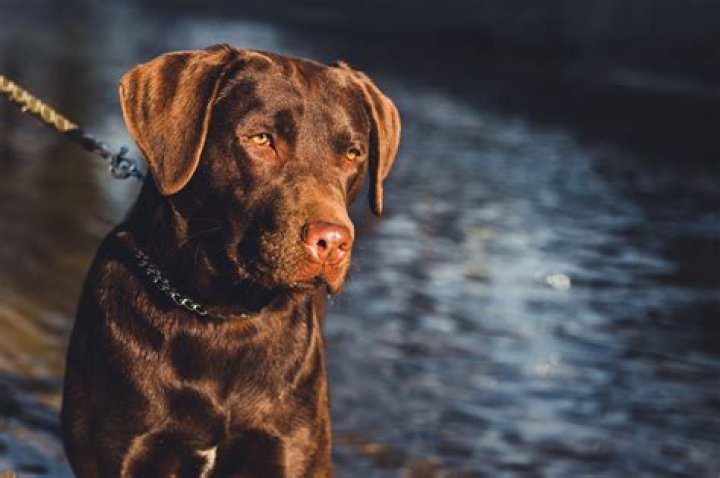 Jos&eacute; Labrador